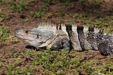 Mexican spiny-tailed iguana