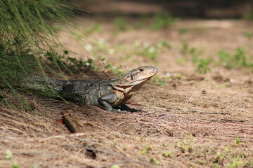 Mexican spiny-tailed iguana