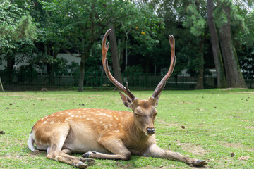deer in Nara