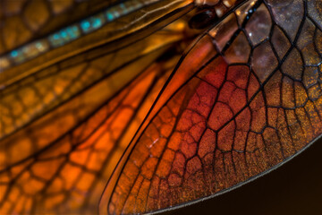 Close up image of a colorful dragonfly wing on dark background. AI generated content