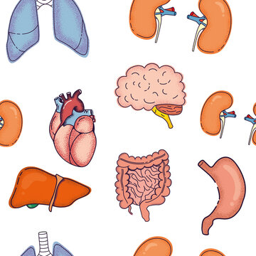 Anatomical seamless pattern with lungs, kidneys, intestines, heart simple, cartoon, 2d