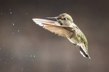 Beautiful Immature Male Anna's Hummingbird In Flight.