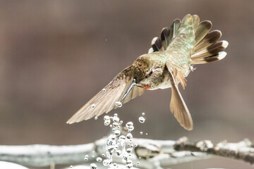 Beautiful Immature Male Anna's Hummingbird Enjoying The Water Fountain