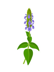 Fototapeta na wymiar Vector illustration, chia flower or Salvia hispanica, isolated on white background.
