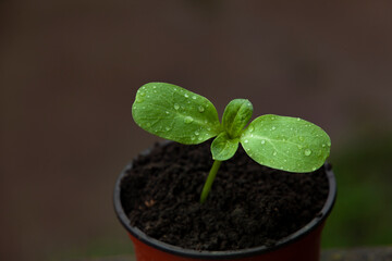 Naklejka premium Sunflower in a plastic cup. Selective focus. Top view.