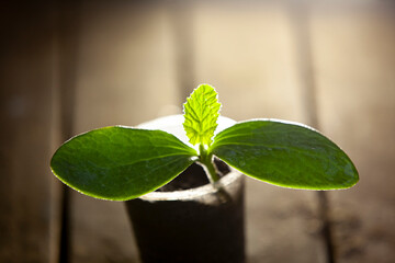 Pumpkin sprout in a plastic cup. Second life for a plastic cup. Plastic reuse concept, recycling...