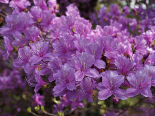 ミツバツツジの群生