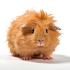 Baby Guinea Pig isolated on white (generative AI)