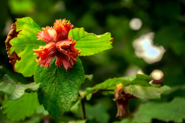 Filberts in their red husks growing on tree in summer, close up