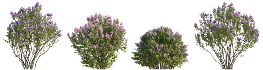 Foto op Aluminium Set of lilac Syringa vulgaris bloom bush Yankee Doodle Belle de Nancy springtime shrub isolated png on a transparent background perfectly cutout  © Roman