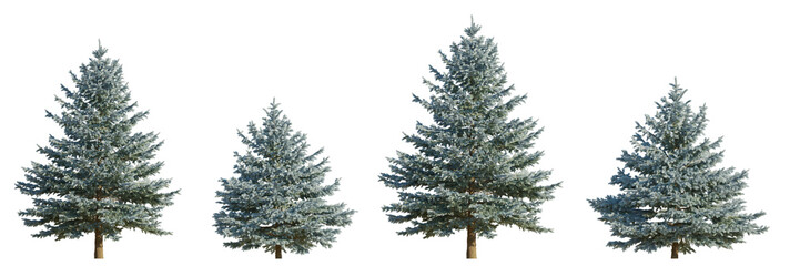 Set of 4 picea pungens colorado blue green spruce evergreen pinaceae needled tree isolated png on a transparent background perfectly cutout  - obrazy, fototapety, plakaty