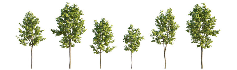 Set of 6 middle and small trees sycamore platanus maple street trees isolated png on a transparent...