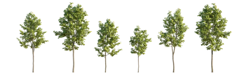 Fensteraufkleber Set of 6 middle and small trees sycamore platanus maple street trees isolated png on a transparent background perfectly cutout © Roman
