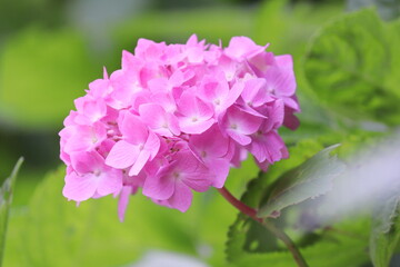 Fototapeta premium 明るい緑とピンクの紫陽花