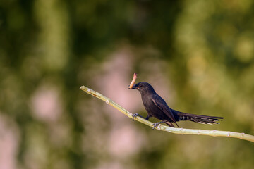 black scrub robin (Cercotrichas podobe) catches worms
