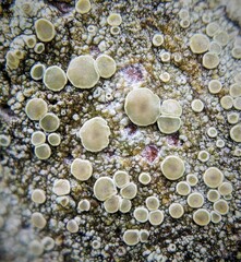 Extreme close up of lichen, most likely Rim Lichens (Genus Lecanora), on tree trunk. 