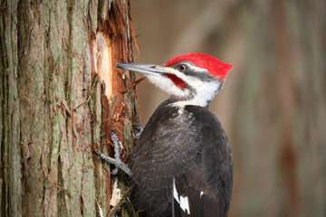 Male Pileated Woodpecker, Dryocopus pileatus, digging a hole in tree trunk looking for insects