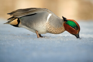 male Green-winged Teal, Anas crecca, looking for food with its beak through snow in winter
