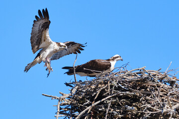 Ospreys, Pandion haliaetus, returns to nest with a fish in its talon
