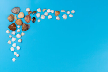 a top view sea shells fresh lined on the blue background sea ocean