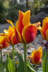 Ornamental orange-red tulip flowers in garden.