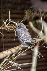Gray parakeet in an outdoor aviary.