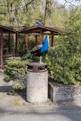 A male peacock stands on the lid of a trash can.