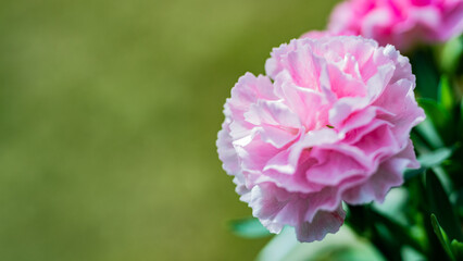 ピンク色のカーネーション