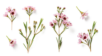 set / collection of beautiful pink wax flower twigs and buds (2) in various positions over a...