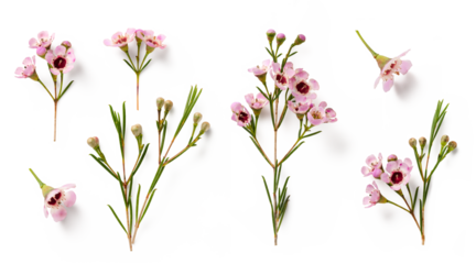 set / collection of beautiful pink wax flower twigs and buds (2) in various positions over a transparent background, isolated floral design elements, flat lay / top view