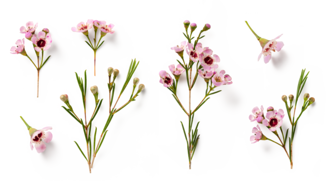 set / collection of beautiful pink wax flower twigs and buds (2) in various positions over a transparent background, isolated floral design elements, flat lay / top view - Powered by Adobe