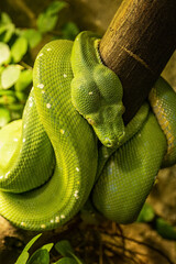 Green python on a tree branch.