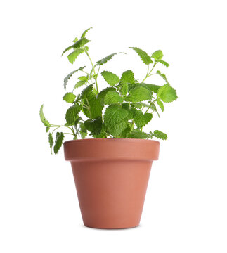 Green lemon balm in clay pot isolated on white