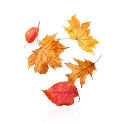 Different autumn leaves falling on white background