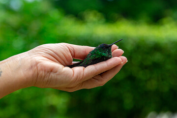 mão feminina em formato de concha acolhendo um filhote de beija-flor e aguardo que ele saia voando para a natureza.  - obrazy, fototapety, plakaty