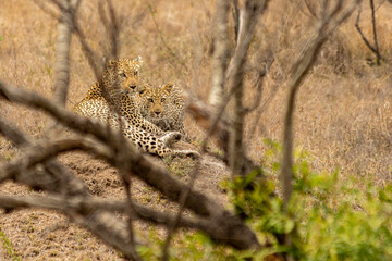 Dois leopardos deitados a espreita em meio aos arbustos na savana africana