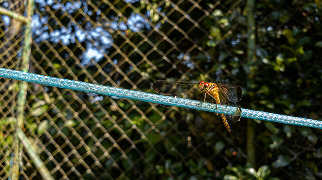 Libélula amarela com suas asas pretas pousada e parada na corda do varal tomando um banho de sol e ao fundo vegetação desfocada