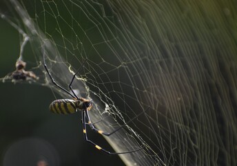 Golden orb spider hunting on its web