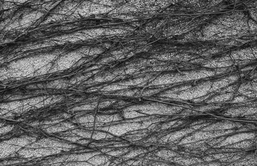Background image of dry vines growing on a wall
