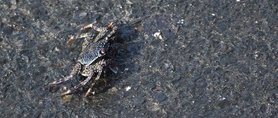 Close up of a crab resting on a rock