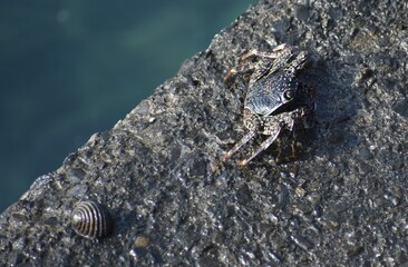 Small crab resting on a rock next to the water