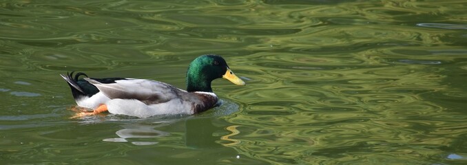 Mallard duck swimming on a pond