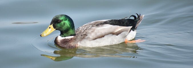 Pretty mallard duck swimming alone on a pond