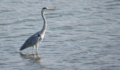 Large grey egret standing in water