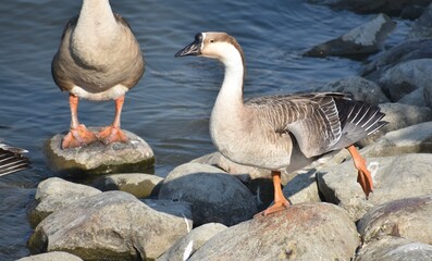 Large grey goose walking on rocks near a pond