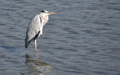 Grey egret standing in water looking sideways