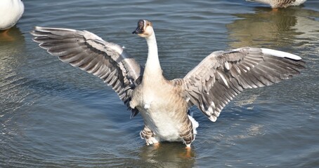 Fototapeta premium Large grey goose standing in water with its wings spread