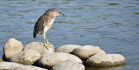 Brown heron standing on rocks near a pond