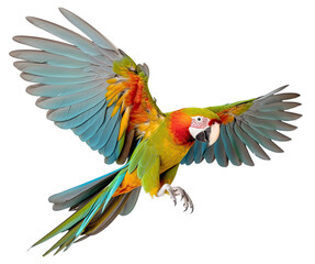 Fototapeta premium Flying Parrot Isolated on Transparent Background - Generative AI 