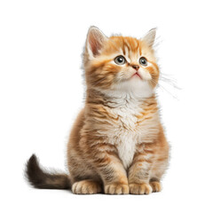 Obraz premium Kitten Cat Sitting Isolated on Transparent Background - Generative AI 